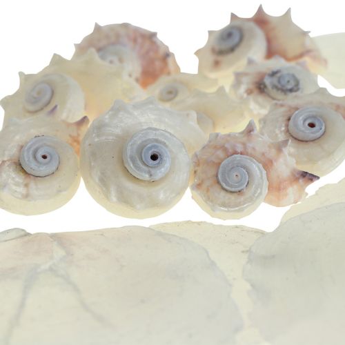 Produkt Capiz Mussels Snail Shell Deco Maritime White Pink 600g