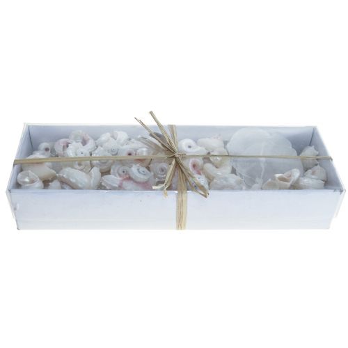 Floristik24 Capiz Mussels Snail Shell Deco Maritime White Pink 600g