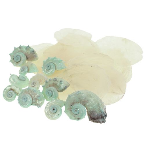 Floristik24 Capiz muszla z masy perłowej plastry masy perłowej muszla ślimaka morskiego zielona 2–9 cm 650g