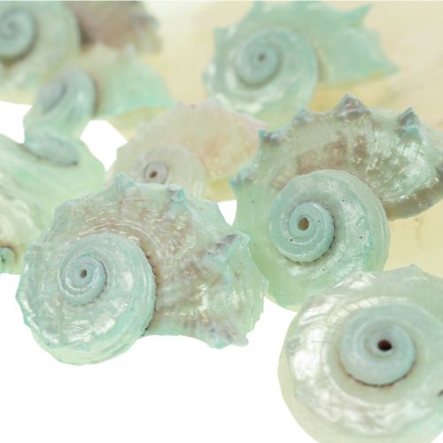 Produkt Capiz muszla z masy perłowej plastry masy perłowej muszla ślimaka morskiego zielona 2–9 cm 650g