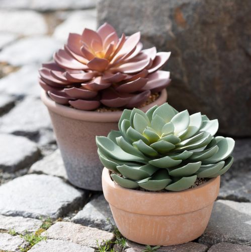 Produkt Sukulent w doniczce Echeveria sztuczna zieleń Ø15cm