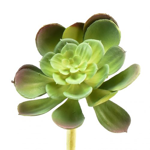 Floristik24 Sztuczna soczysta sztuczna roślina Echeveria Ø7cm