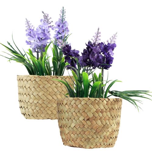 Floristik24 Sztuczny hiacynt w doniczce trawa morska niebiesko-fioletowy 16/17cm 2szt