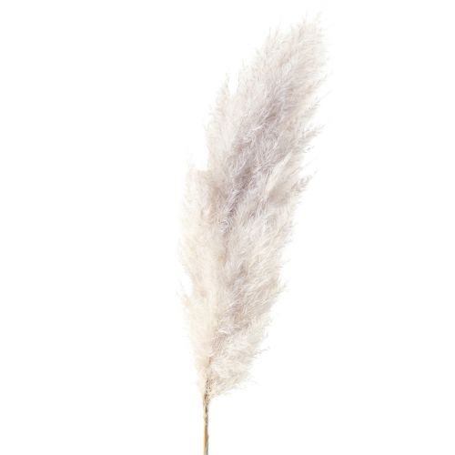 Floristik24 Dekoracja z trawy pampasowej suszona naturalna sucha florystyka 100cm