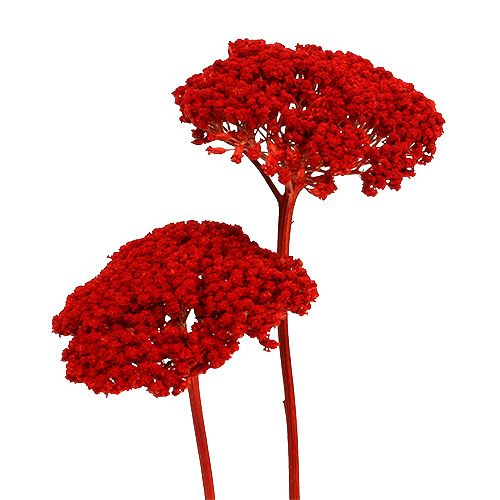 Floristik24 Achillea 1kg maku czerwonego