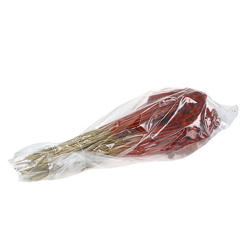 Floristik24 Achillea 1kg maku czerwonego
