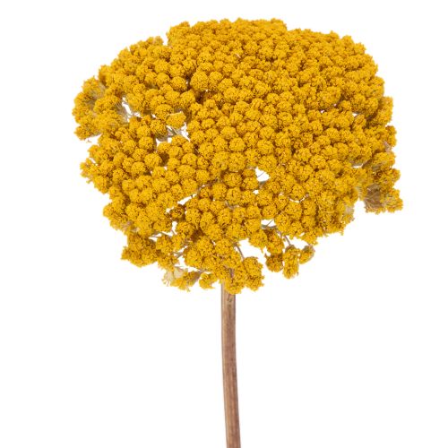 Achillea Natur Gelb Krwawnik pospolity suszone kwiaty żółte 1kg kupić | Floristik24.pl
