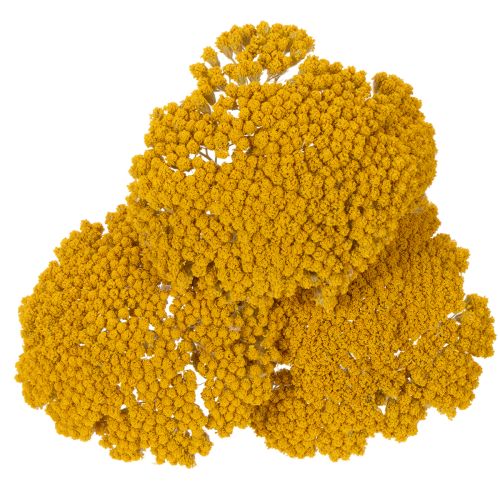 Achillea Natur Gelb Krwawnik