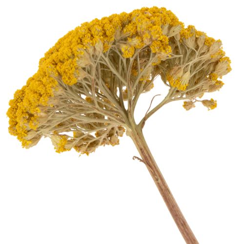Achillea Natur Gelb Krwawnik