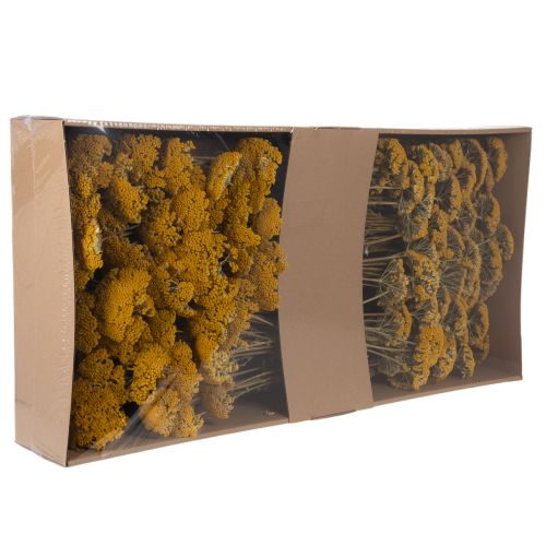 Achillea Natur Gelb Krwawnik