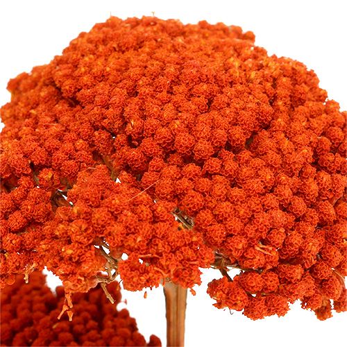 Produkt Achillea Pomarańcza Suszone Kwiaty Krwawnik 45-60cm 1kg