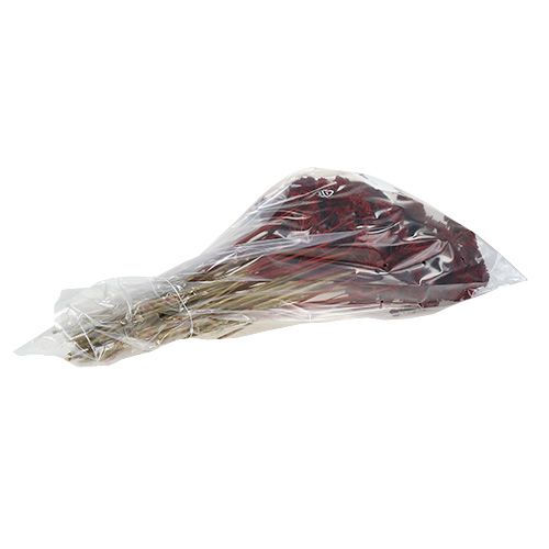 Produkt Achillea 1kg wino czerwone