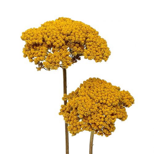Produkt Achillea 500g naturalna
