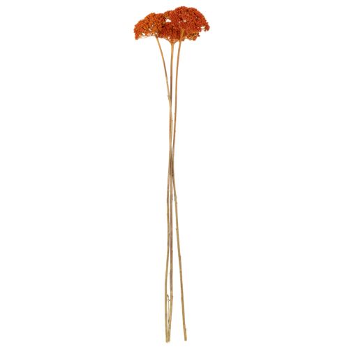 Achillea Orange suszone