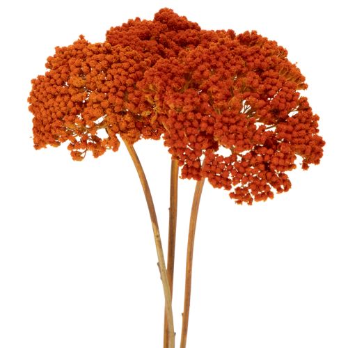 Achillea Orange suszone