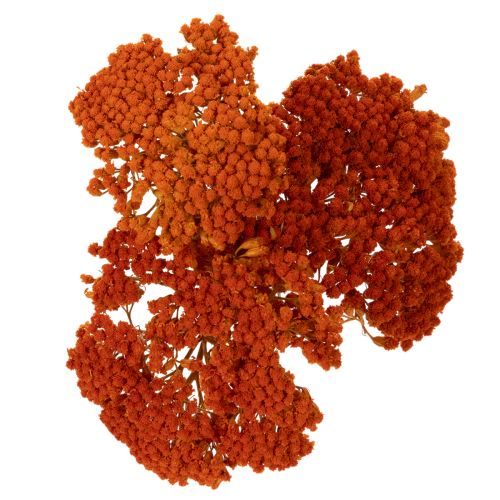 Achillea Orange suszone