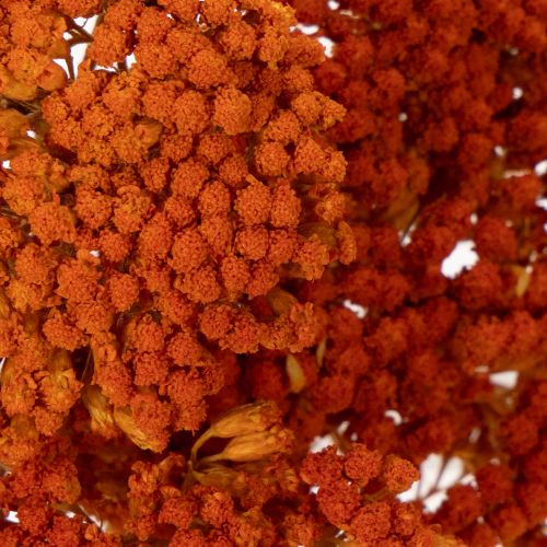 Achillea Orange suszone