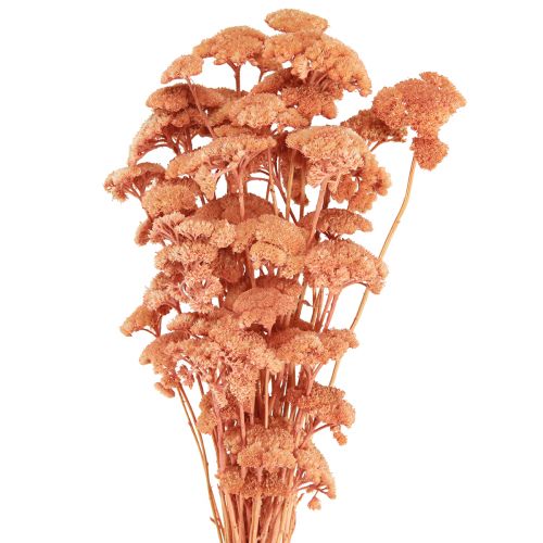Produkt Krwawnik pospolity Achillea suszone kwiaty łąkowe łosoś 40-50cm 80g