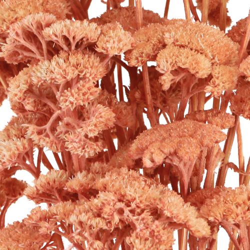 Produkt Krwawnik pospolity Achillea suszone kwiaty łąkowe łosoś 40-50cm 80g