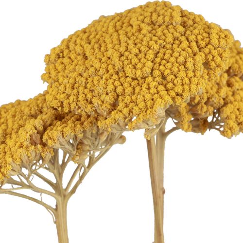 Produkt Kwiaty krwawnika suszonego Achillea millefolium 30g x 2szt