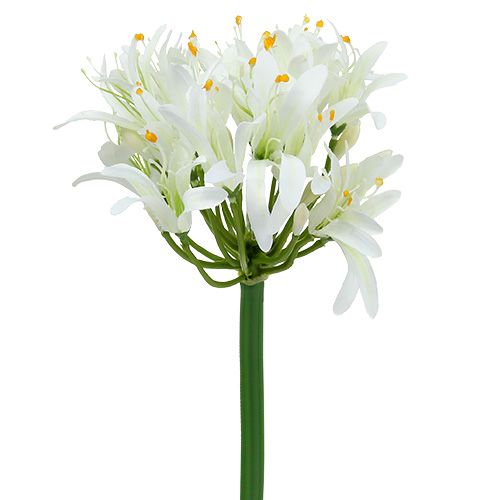 Agapant biały 78cm 1szt