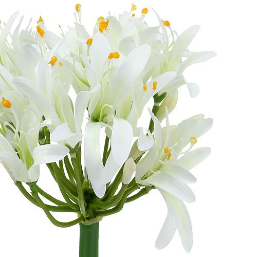 Floristik24 Agapant biały 78cm 1szt