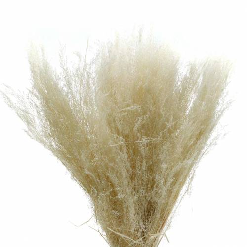 Floristik24 Sucha trawa Agrostis bielona 40g