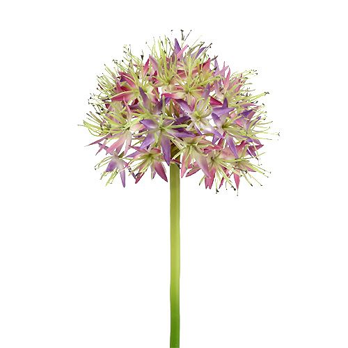 Floristik24 Allium jasnofioletowy L76cm