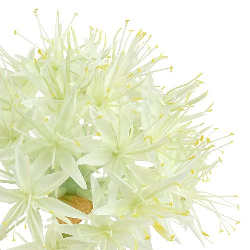 Allium kremowy biały L76cm