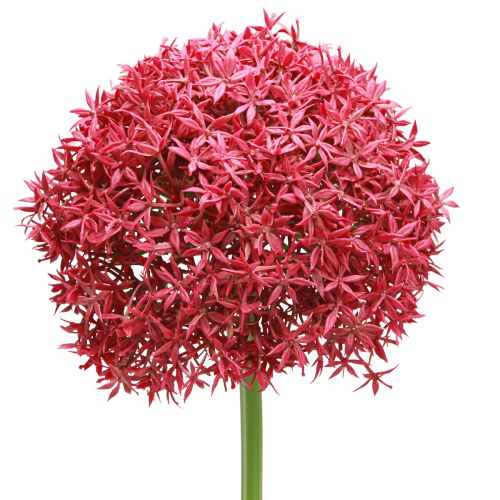 Produkt Allium in Bordeaux sztuczny czosnek ozdobny Ø18cm dł.90cm