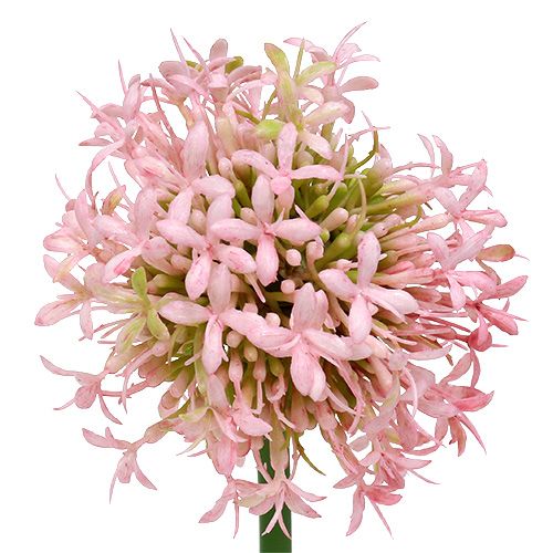 Produkt Allium sztuczne różowe 51cm