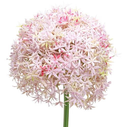 Floristik24 Allium z różowym kwiatem sztuczna cebula Ø18cm L90cm