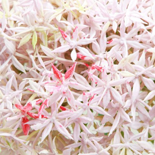 Produkt Allium z różowym kwiatem sztuczna cebula Ø18cm L90cm