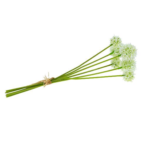 Floristik24 Allium 35cm White 6szt