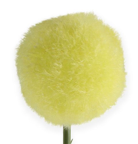 Produkt Allium Żółte 68cm