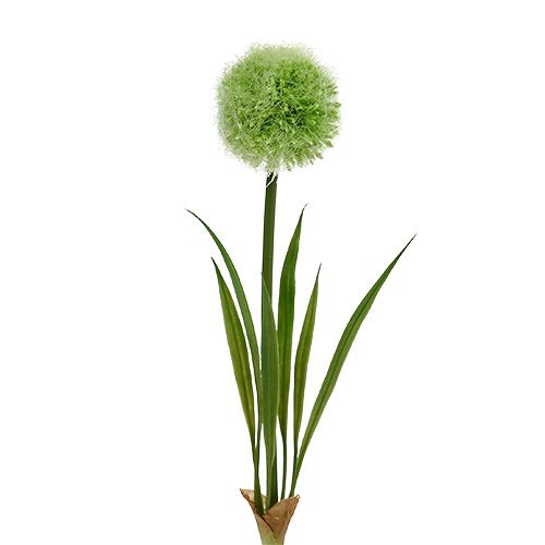 Floristik24 Allium zielony L37,5 cm 4 szt.