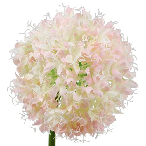 Produkt Allium Kremowy Różowy Ø15cm L70cm