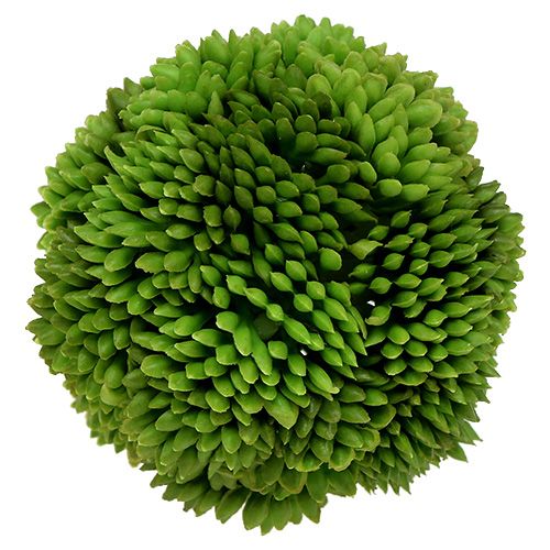 Floristik24 Allium kulka 5cm Zielony 4szt