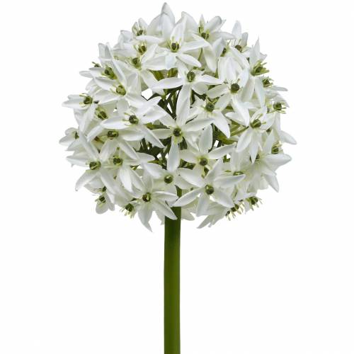 Floristik24 Kwiat Dekoracyjny Allium, Sztuczny Por Kulisty, Ozdobny Biały Ø20cm L72cm