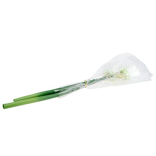 Floristik24 Amarylis Kwiat biały L 73cm 2szt.