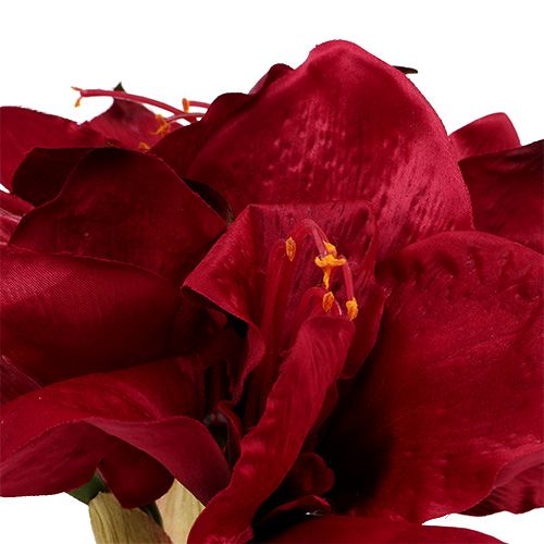 Floristik24 Amarylis ciemnoczerwony L 73cm 2szt.