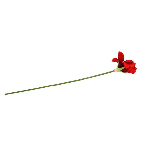 Floristik24 Amarylis czerwony L 68cm 1szt.