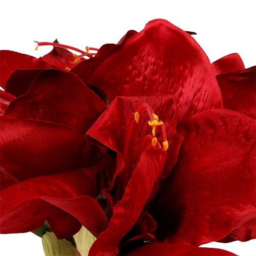 Floristik24 Amarylis czerwony L 73cm 2szt.