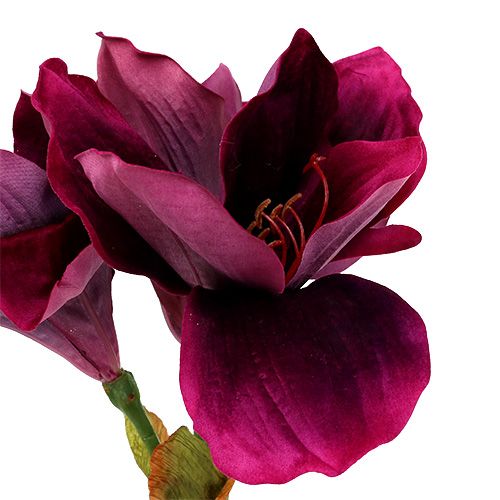 Floristik24 Amarylis z aksamitnym wrzosem 60cm