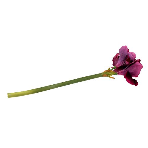 Floristik24 Amarylis z aksamitnym wrzosem 60cm