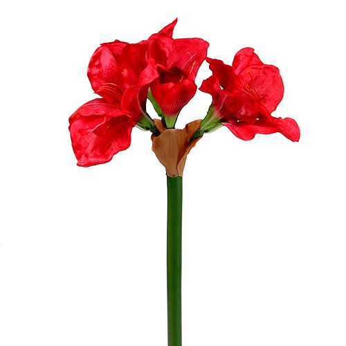 Floristik24 Amarylis Ciemnoczerwony 72,5cm