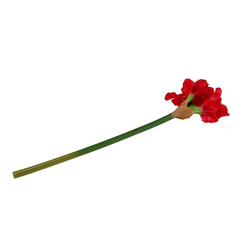 Floristik24 Amarylis Ciemnoczerwony 72,5cm