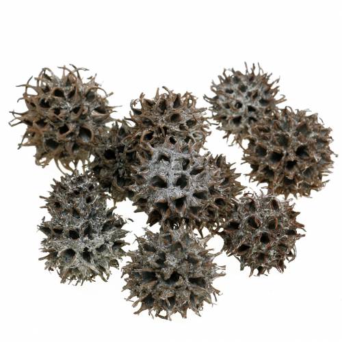 Floristik24 Szyszki Sweetgum Nature Washed White 250g