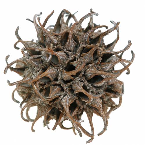 Produkt Szyszki Sweetgum Nature Washed White 250g