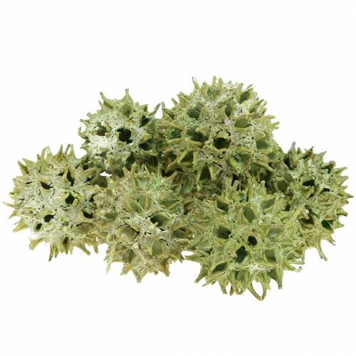 Produkt Szyszki Sweetgum zielone matowe 250g